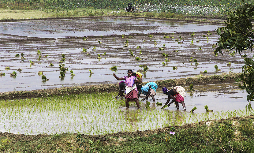 Planting Rice 1-Kumbakkonam